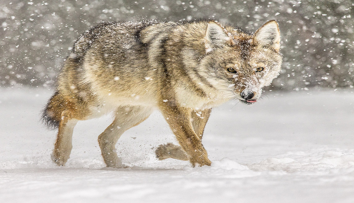 2023 AARP Foundation 2018 Photo Calendar Contest Winners to organizations 