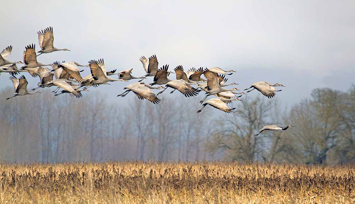 AARP Foundation 2021 Photo Calendar Contest Winners