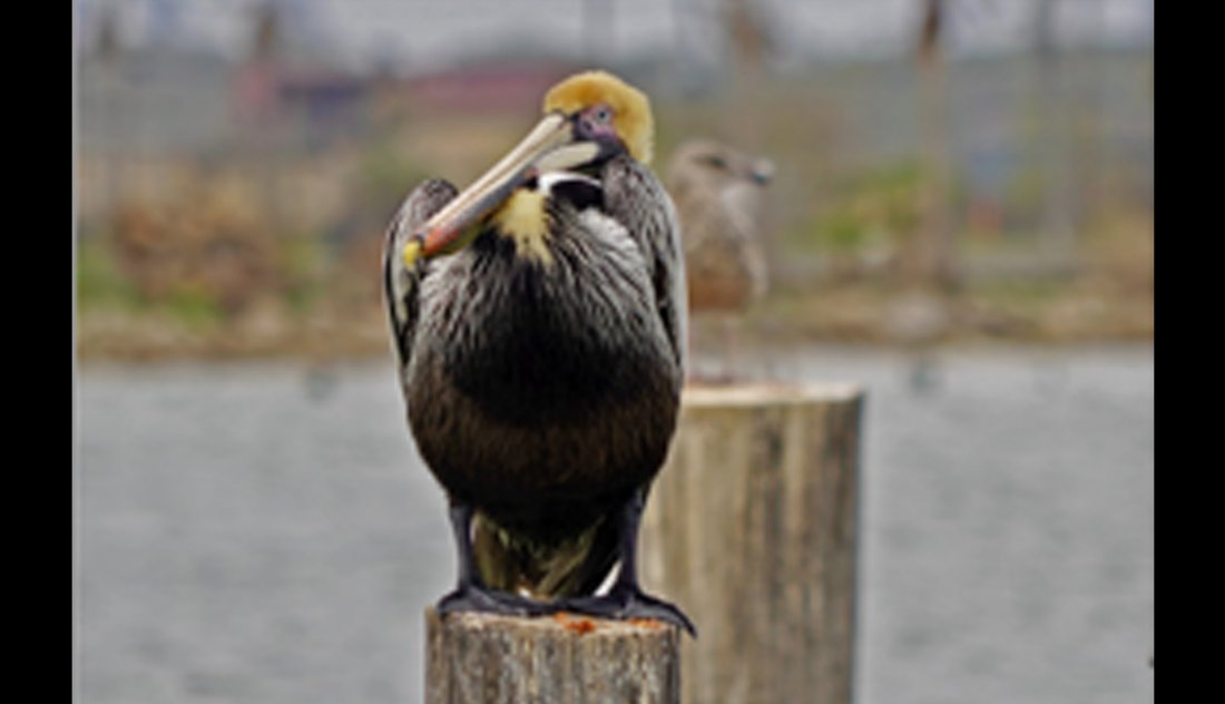 2023 AARP Foundation 2018 Photo Calendar Contest Winners to organizations 