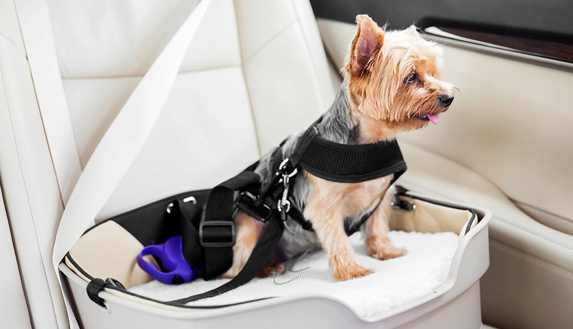 Little dog strapped into a car, Cars for Dogs