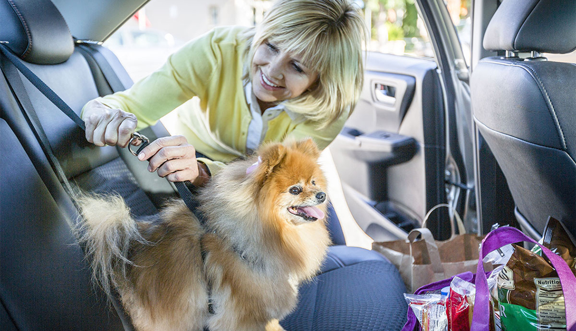 Woman buckles a dog into the backseat, How to Drive Safely With Your Dog