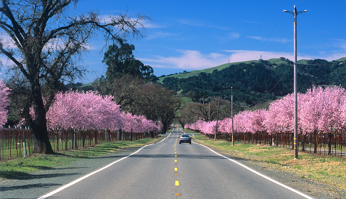 A pink blossom lined road meanders through California wine country