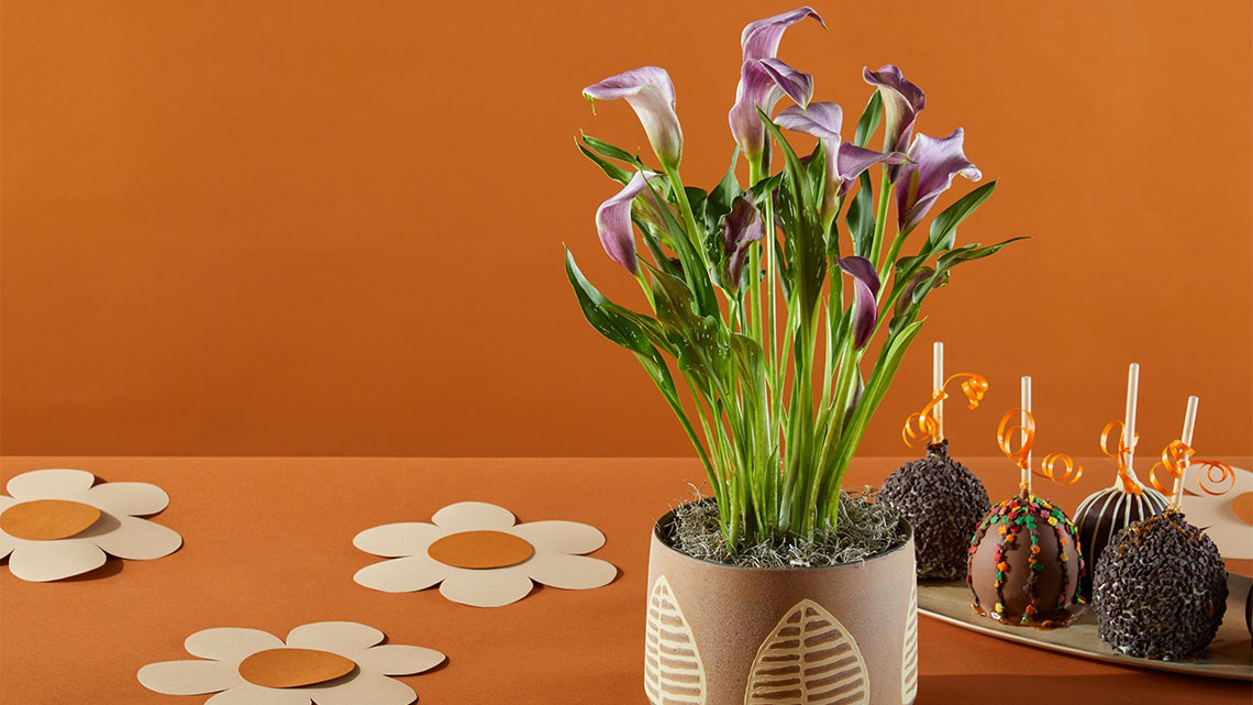 iris bouquet cake pops orange table and background
