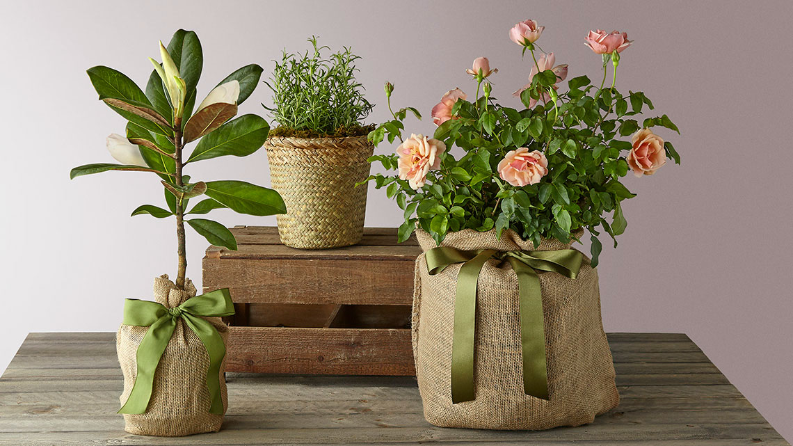 two plants, one with flowers, in burlap vases sitting on a wood table, one small plant in natural color basket sitting on a small wood crate