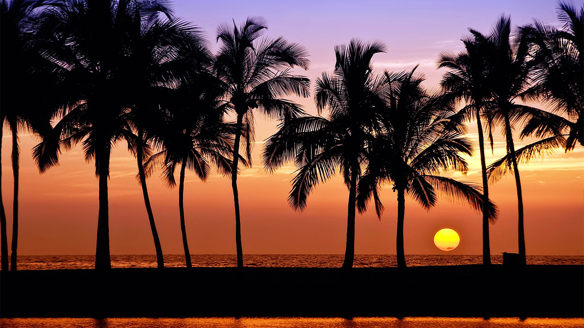 palm trees, ocean, sunset