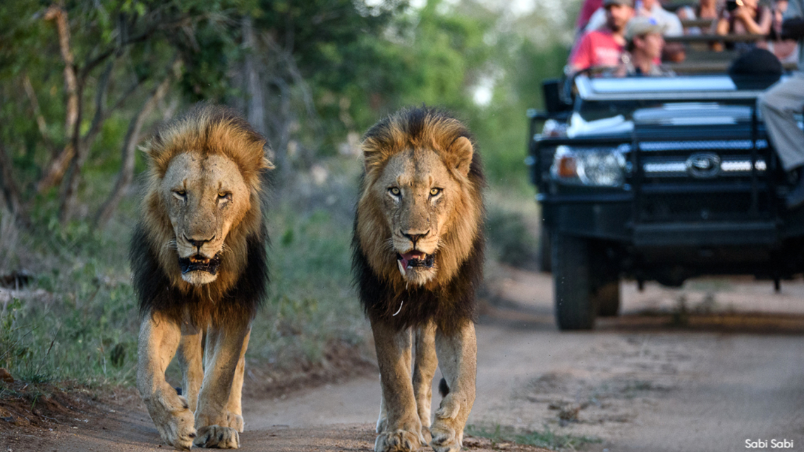 Two lions in a Safari