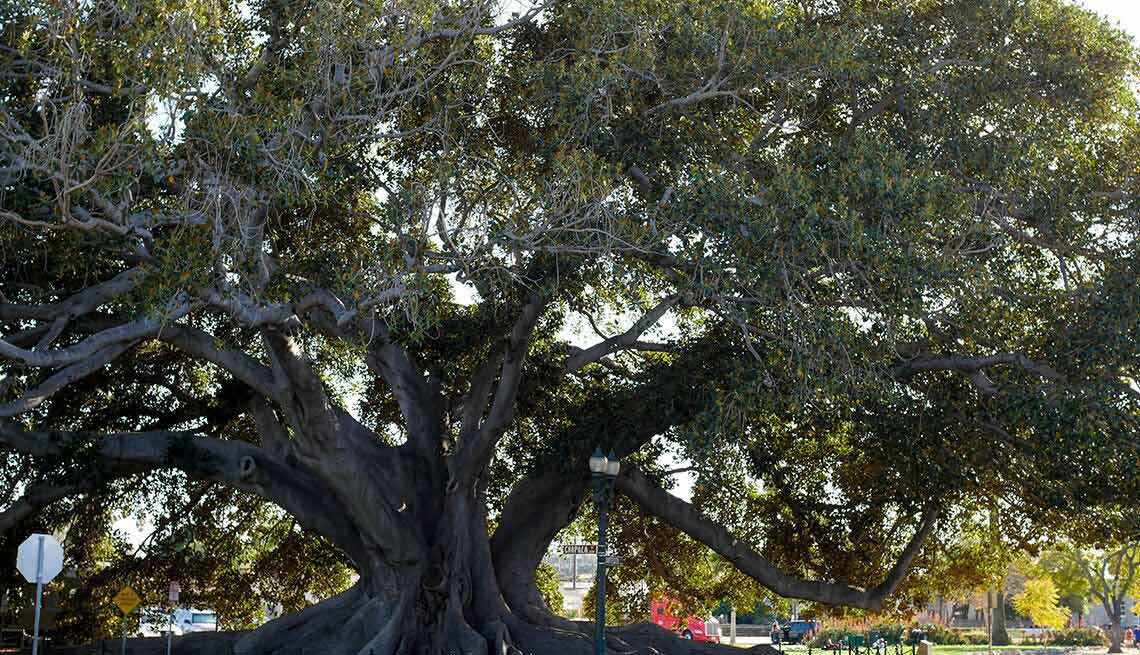 Moreton bay fig tree 