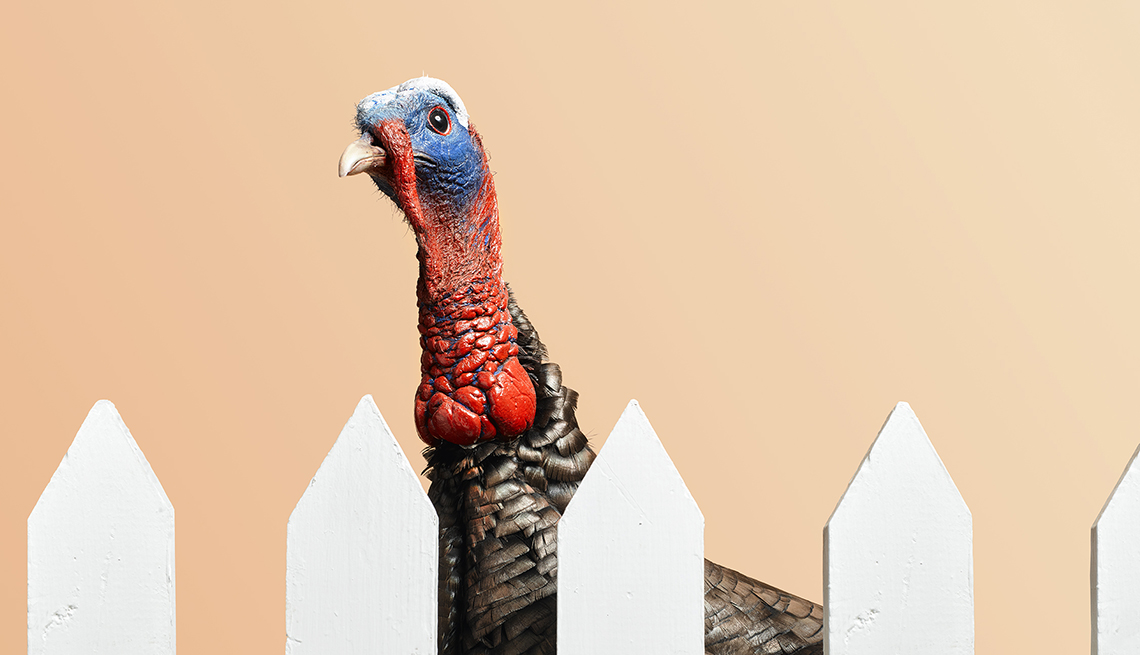 The head and neck of a turkey looking from behind a fence