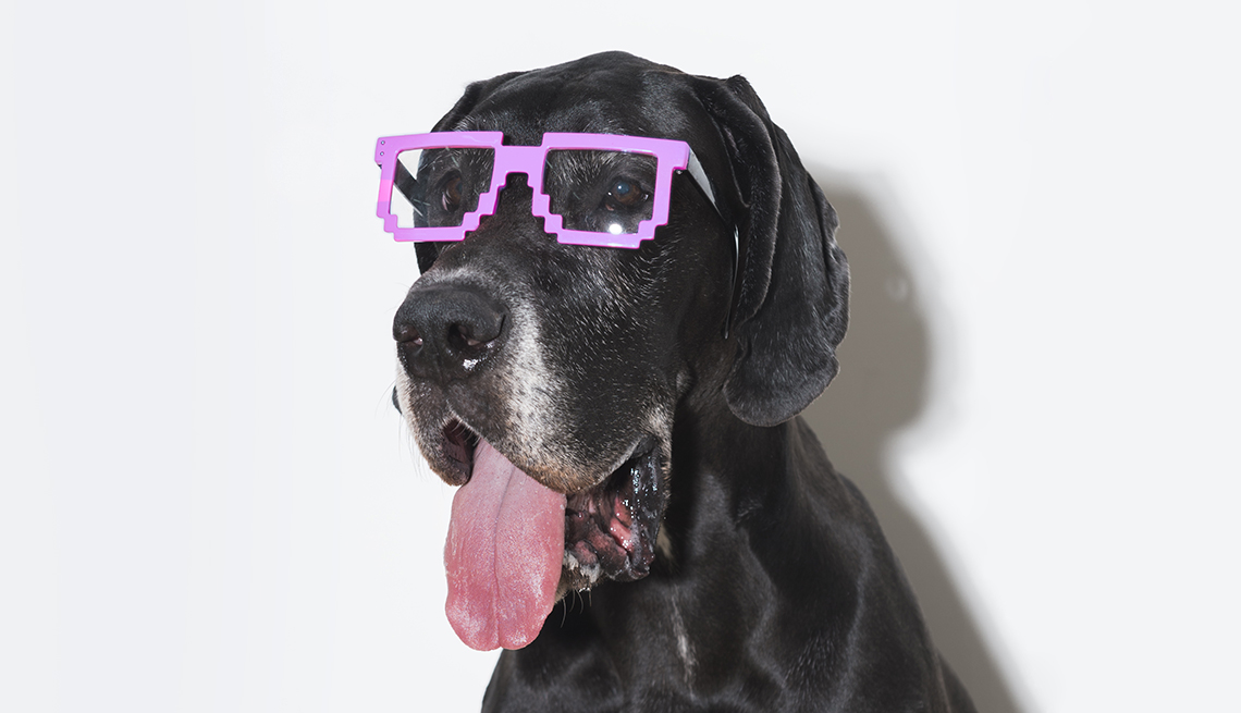 Large black dog wearing funny pink glasses