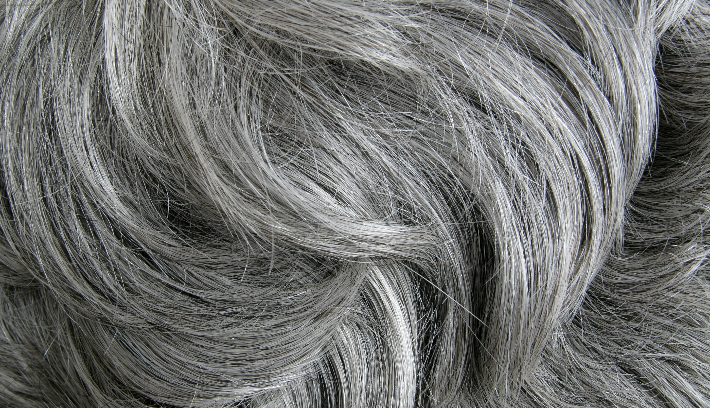 A close-up image of gray hair