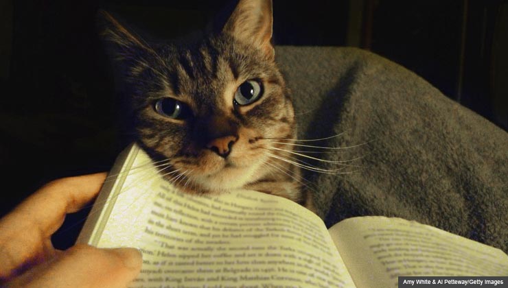 Cat rests face against book that a reader is holding