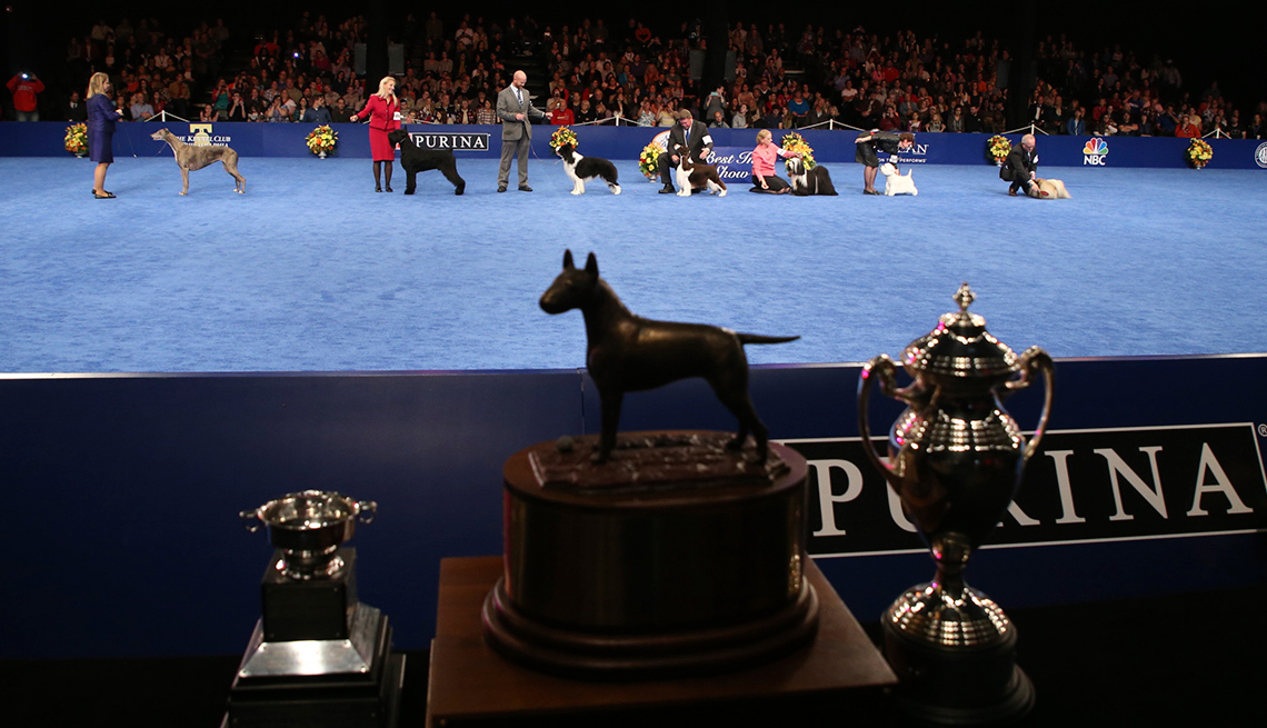 The National Dog Show Presented by Purina, 2016 winners
