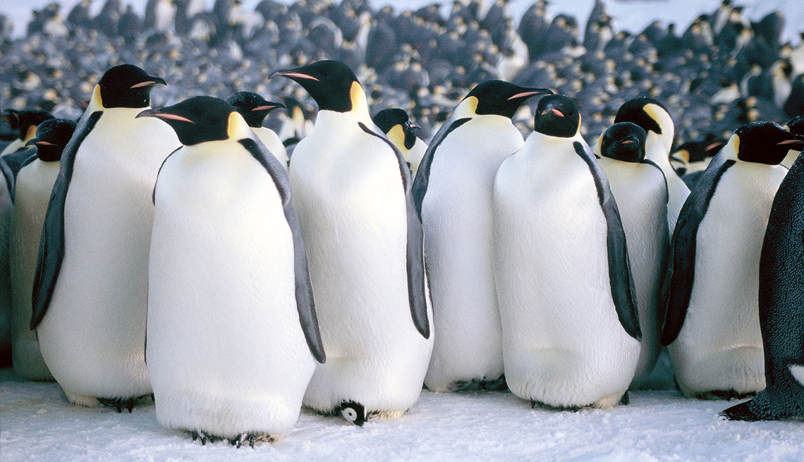A scene from the documentary March of the Penguins