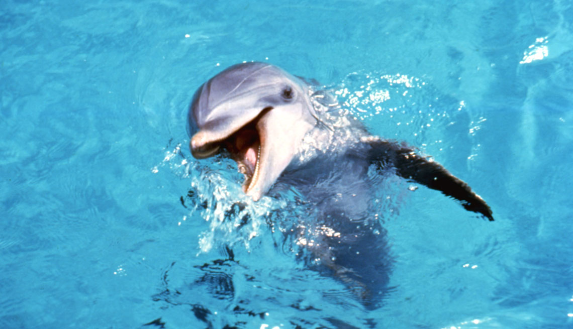 Animales estrellas de cine y TV -  Delfín Flipper