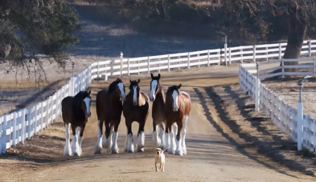 a puppy runs up a picturesque dirt farm road with five clydesdale horses running behind him
