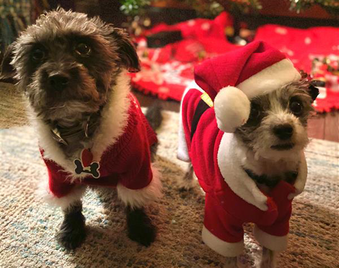 Elizabeth's rescue dogs wearing santa clause jackets