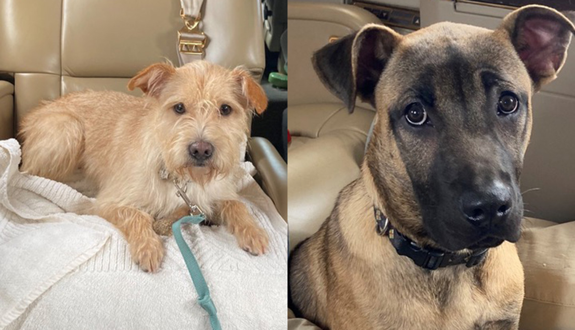 (De izquierda a derecha) Daisy y Max, los perros de rescate adoptados por Linda Lavin.