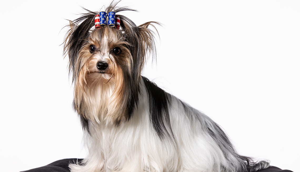 A Biewer Terrier dog, all set to compete in the 2021 National Thanksgiving Day Dog Show, is posed wearing a red white and blue hair bow.