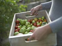 Coma verduras orgánicas locales para ahorrar dinero en su factura de supermercado y conservarse saludable -Mujer cargando una caja de verduras