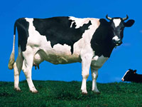 Two cows in grass - the number of certified organic farm operations in the U.S.