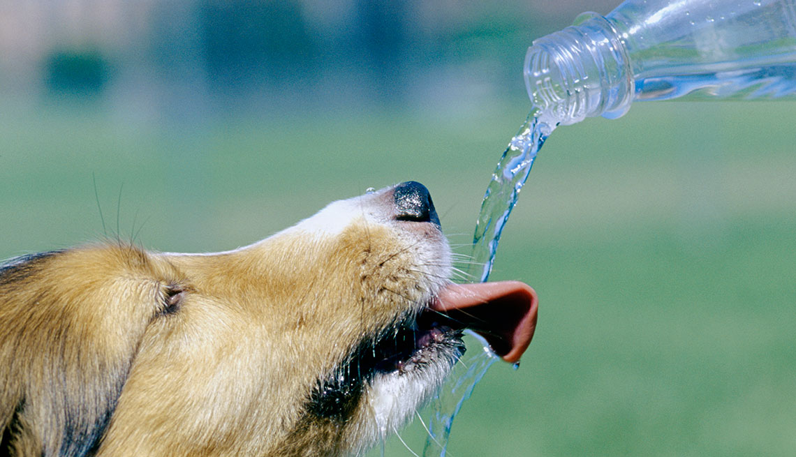 Agua embotellada para perros