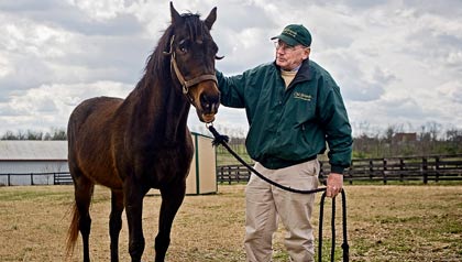 Michael Blowen rescues retired stallions