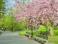 Spring trees and park bench, Spring allergies
