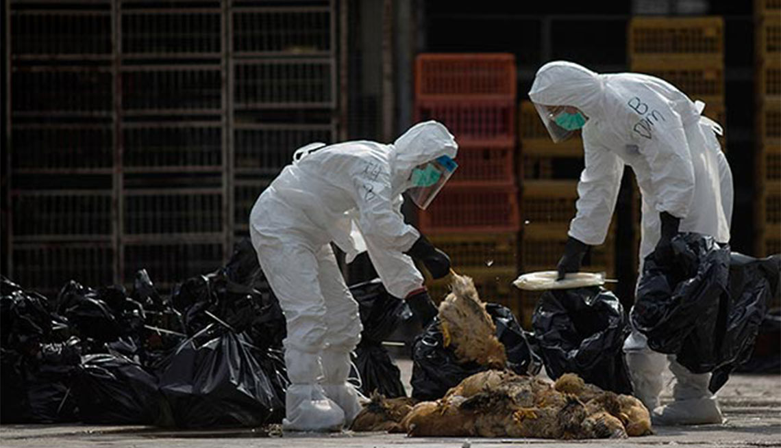 Workers, dead chickens, Cheung Sha Wan, Hong Kong, Avian Flu, Plagues and Epidemics Through the Ages,