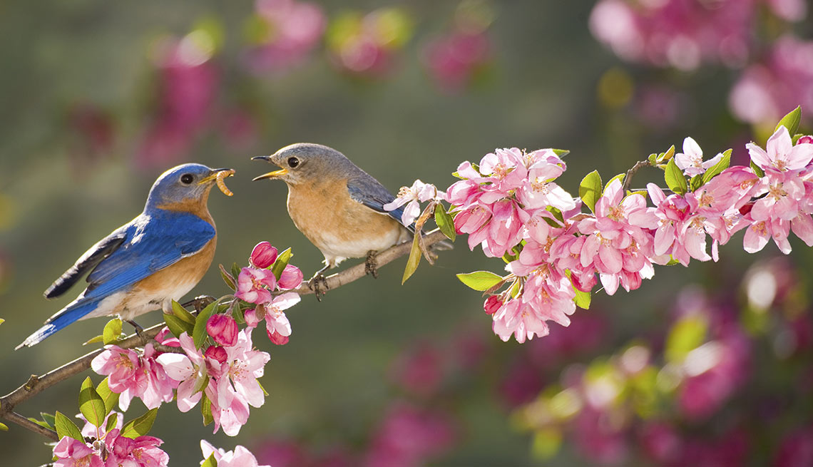 Image result for beautiful flowers and birds for caregivers