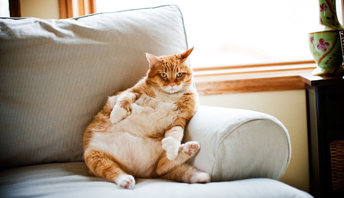 Pets Getting Fatter, Could Cost Owners More Money 