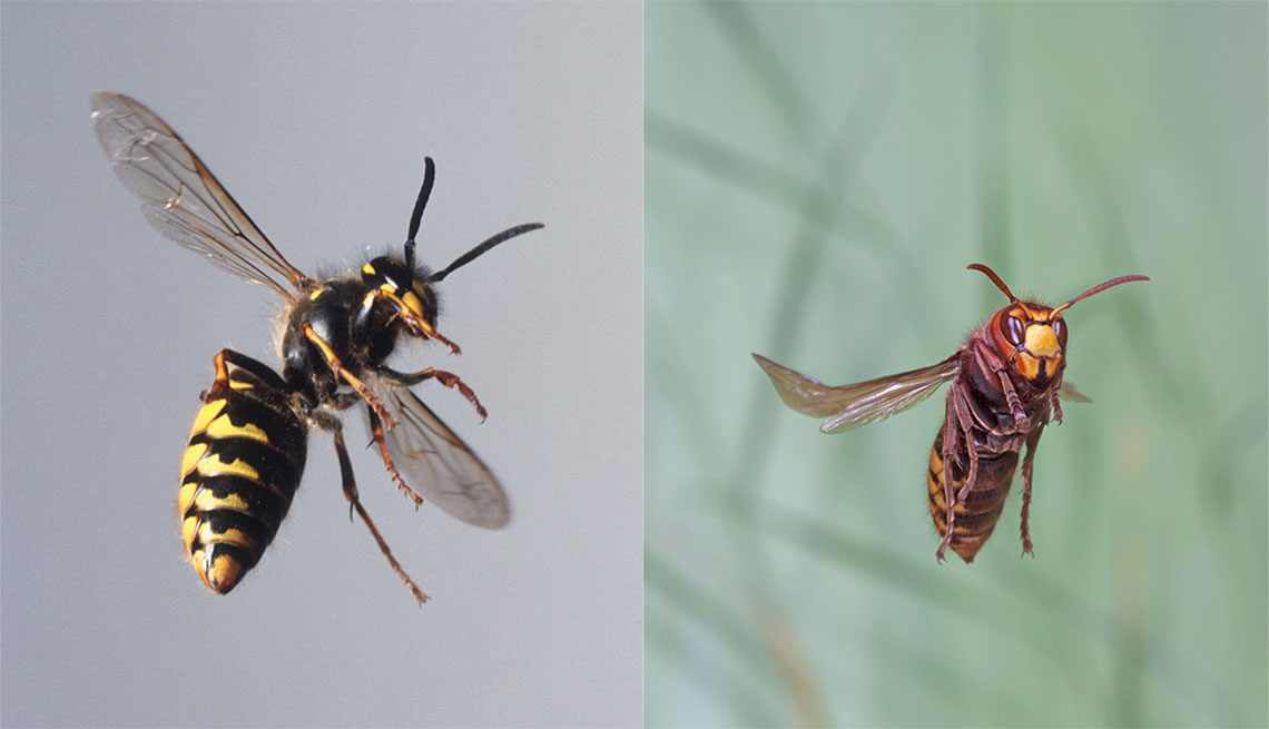 Aggressive Hornets, Wasps and Bees in the Fall 