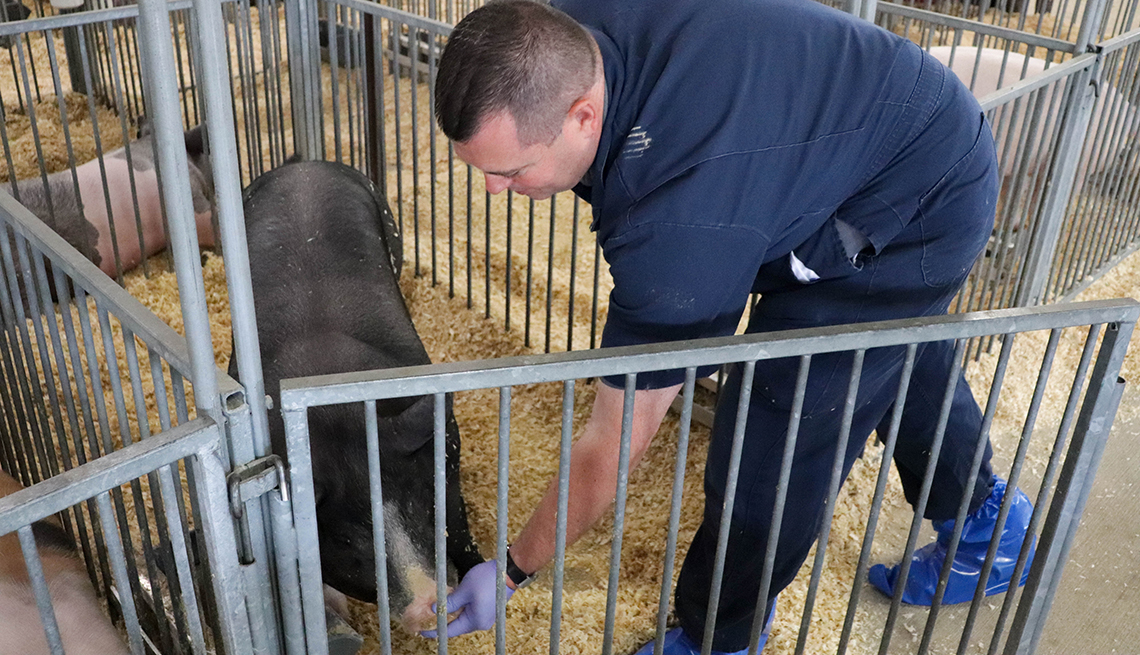 El Dr. Andrew Bowman limpia un hocico de cerdo en la feria del condado de Union, Ohio