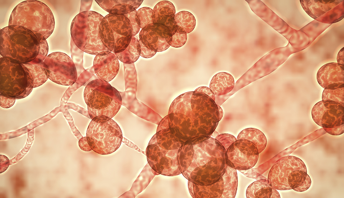 Una ilustración del hongo unicelular Candida auris
