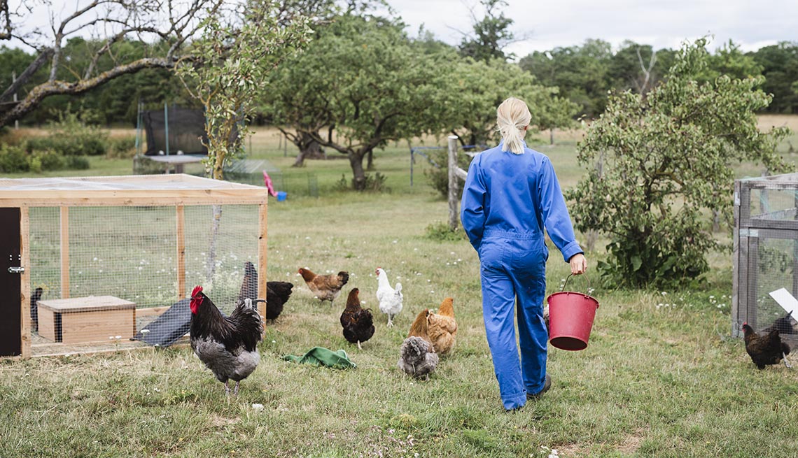 Una mujer alimenta unas gallinas en una granja