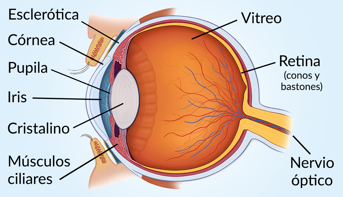 Las Partes Del Ojo Humano Y Sus Funciones LNJE
