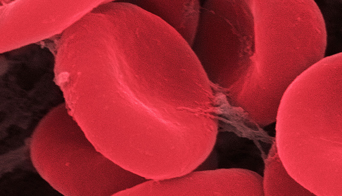 microphotograph of red blood cells