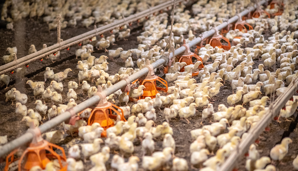 Pollitos en una granja de gallinas