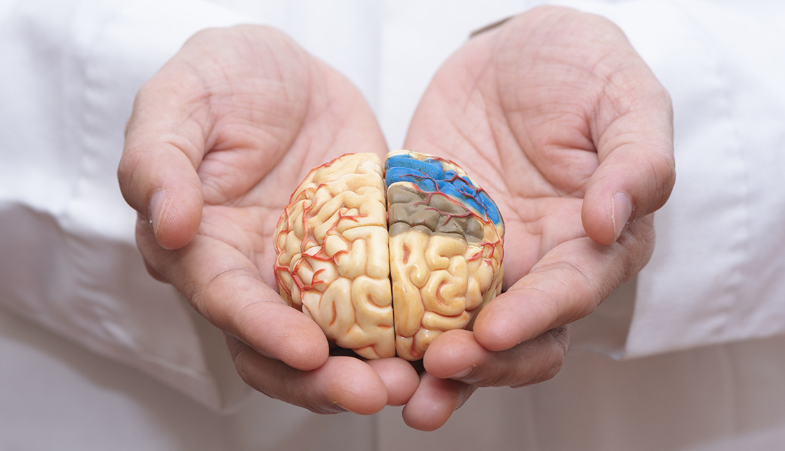 A doctor's hands holding a model of a brain.