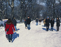 people walking in Central Park in the snow