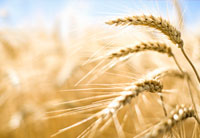 a field of wheat - the truth about gluten