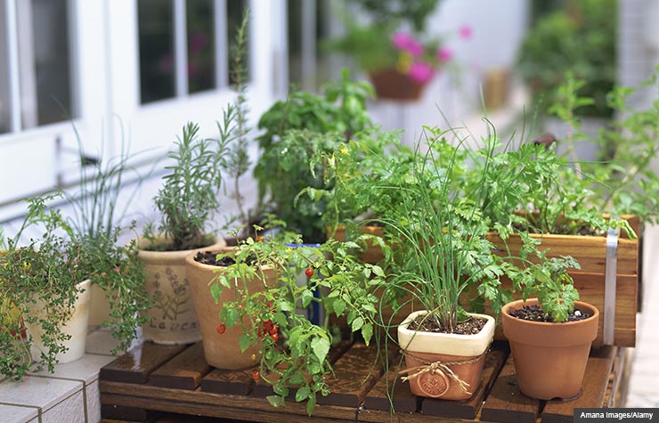 Herb and vegetable garden. Gifts that promote a healthy mind and body. (Amana Images/Alamy)