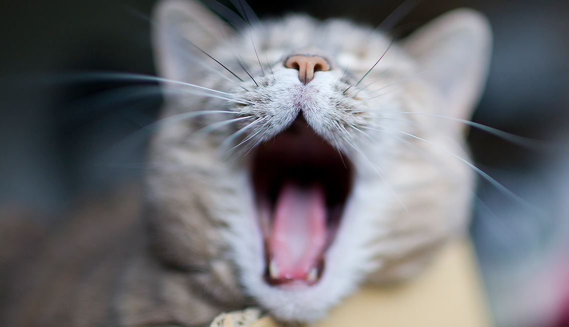 A cat yawning, Cat nap, Bad Habits That Are Good For You