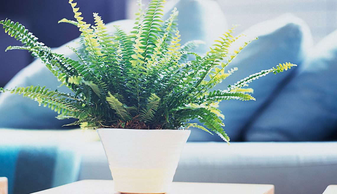 Fern in a white vase, Healthy Holiday Gift Guide 