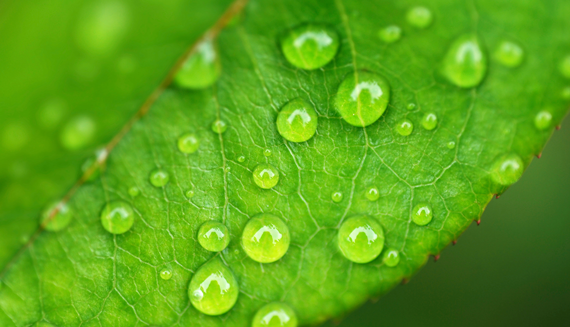 Water drops on leaf closeup, 7 Reasons to Have More Sex After 50