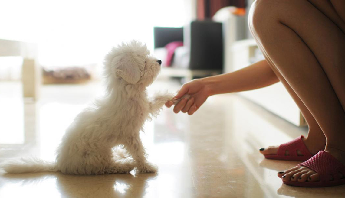 Woman Shaking a Dog's Paw, Boost Your Happiness, Healthy Living
