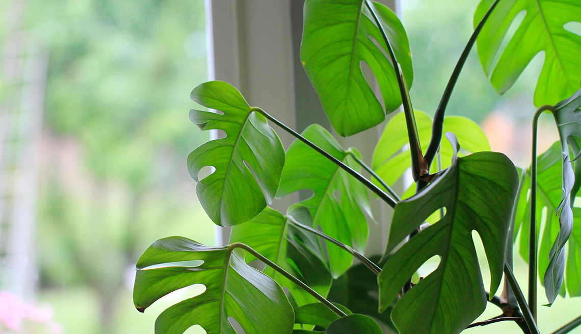 Leafy Green plant near a Window, Healthy Living, Live Cleaner, Eat Cleaner
