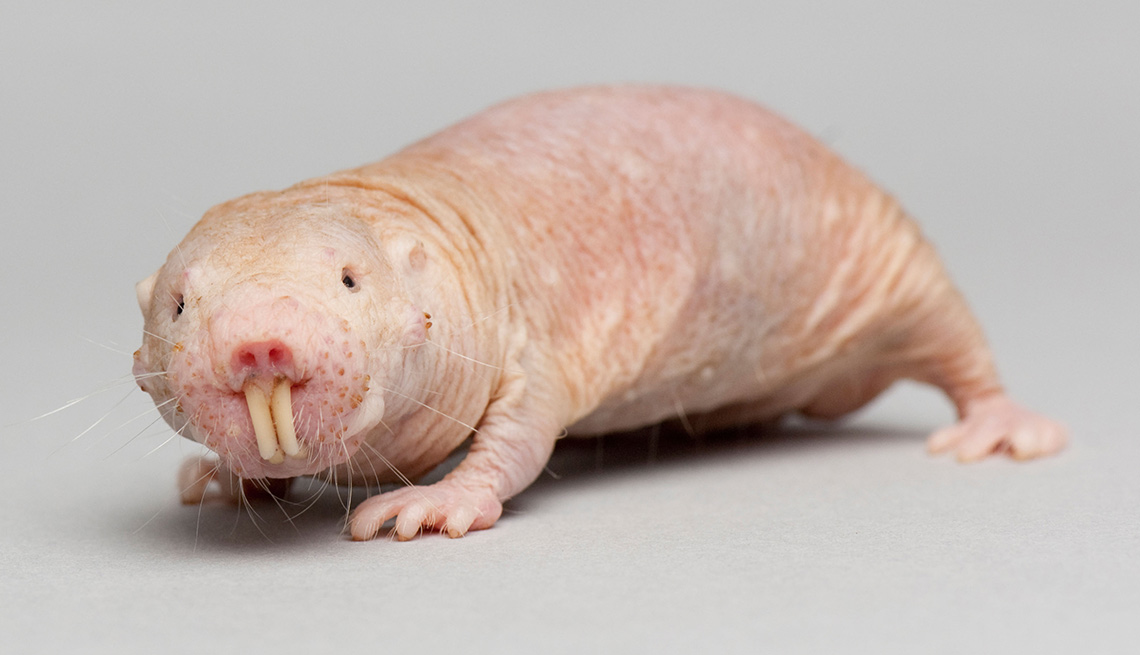 Naked Mole Rats Break 'Law' of Aging.