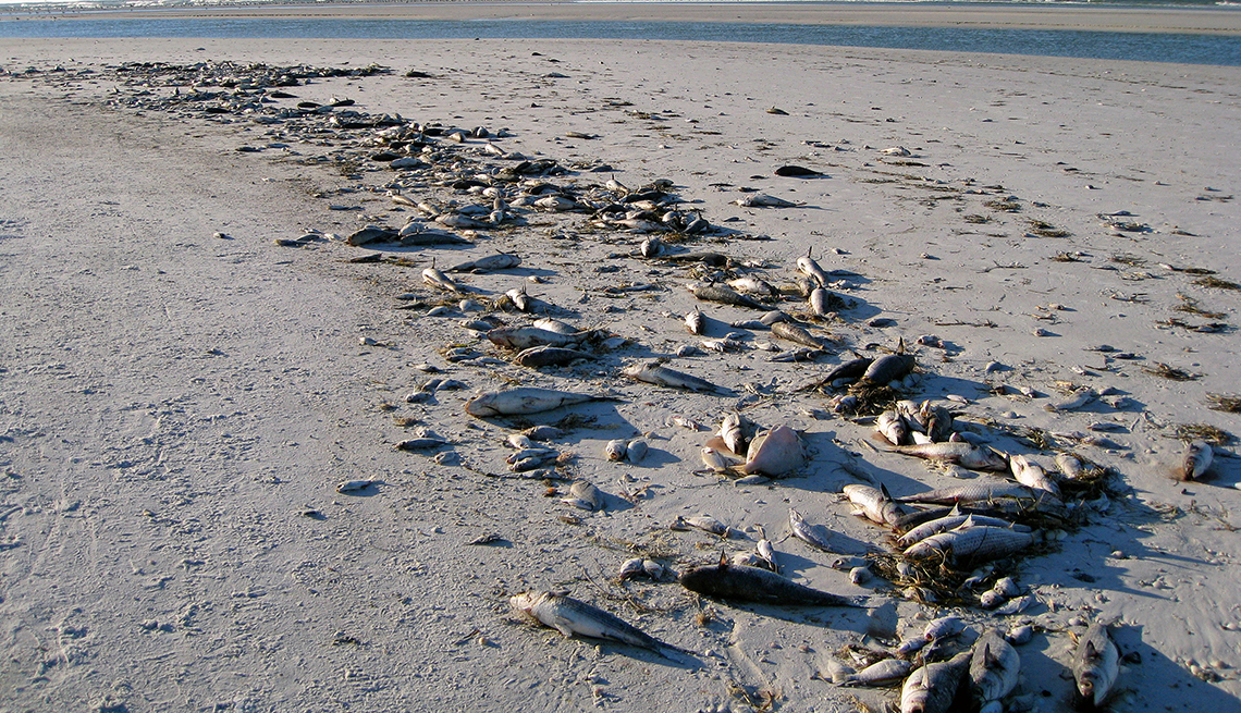 Hundreds of dead fish from the Gulf of Mexico killed by a red tide are washed up on Siesta Beach at Sarasota, Florida, USA.