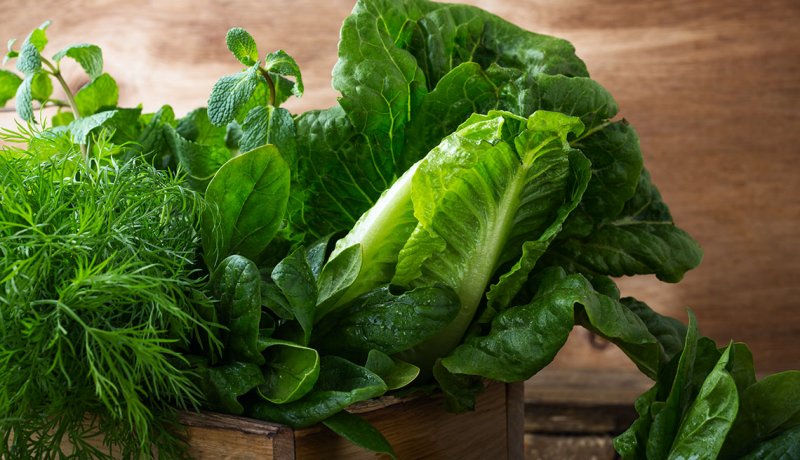 Leafy vegetables romaine lettuce spinach