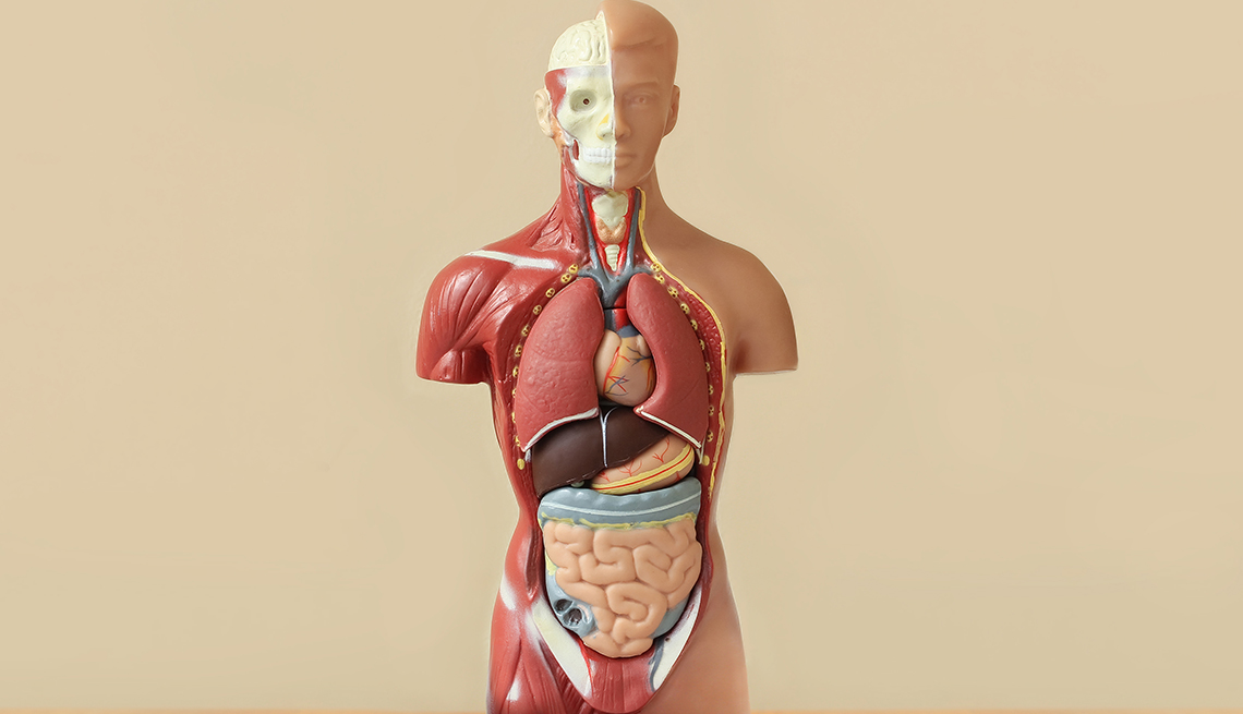 https://cdn.aarp.net/content/dam/aarp/health/healthy-living/2019/12/1140-anatomical-model.jpg